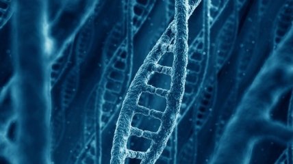 Что способно поменять ДНК плода?