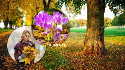 Безвременник осенний чаще можно увидеть в Карпатах