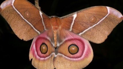 "Камуфляж" от ультразвука: как бабочки обманывают летучих мышей 