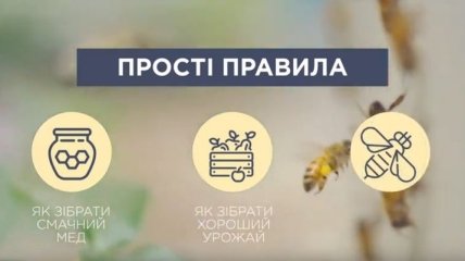 В помощь пчелам: в Сети появился ролик для пчеловодов и аграриев (Видео)