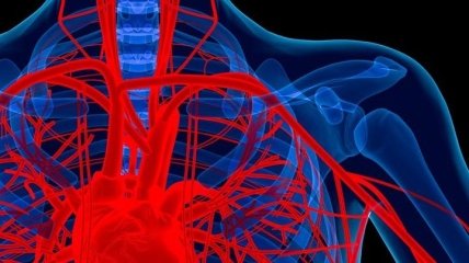 Кровеносные сосуды у мужчин функционируют совершенно иначе, чем у женщин