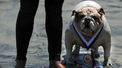 В США прошло ежегодное соревнование по собачьему серфингу