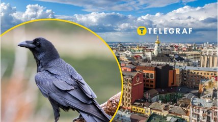 Унікальну білу ворону побачили у Києві