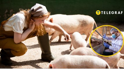 Женщина рядом со свиньями