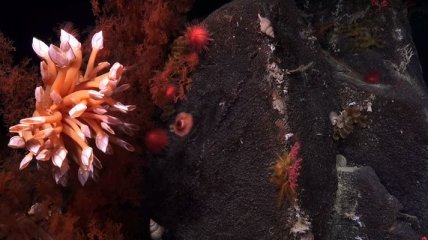 Коралове чудо знайшли вчені на берегах Австралії