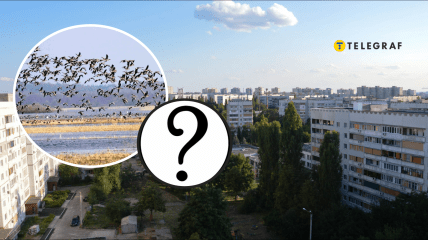 В Харькове увидели фазана