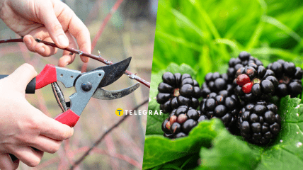 Обрізка ожини