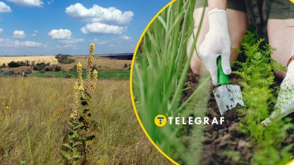 Коровяк обыкновенный поле