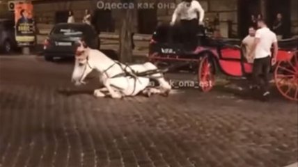 Конь упал в центре Одессы