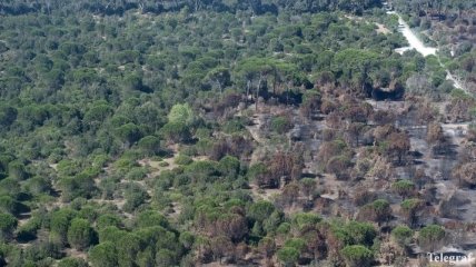В Италии сгорела часть леса, посаженного в честь Муссолини