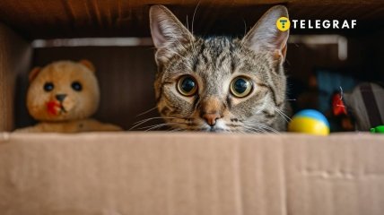 Кожен кіт має свою улюблену коробку в домі (фото створене з допомогою ШІ)