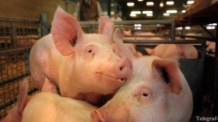 Три новые вспышки африканской чумы свиней зафиксированы на Кубани