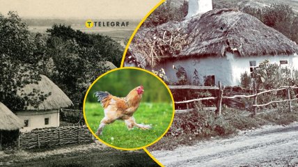В XIX веке кур ценили совсем не так, как сегодня