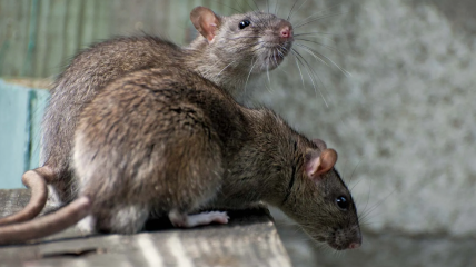 Крысы — известные вредители, которые также переносят многие инфекции.