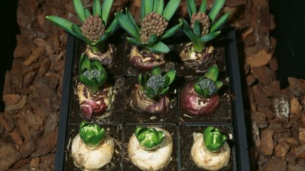 Гіацинти можуть рости вдома, якщо їх правильно посадити