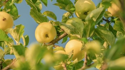 Как защитить яблоню от плодожорки - советы