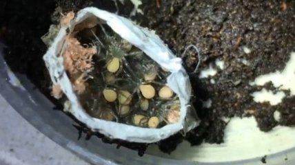 В сети опубликовали видео рождение смертельно опасных пауков (Видео)
