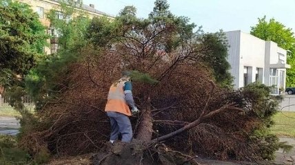 Поваленные деревья и затопленные улицы: на Мариуполь обрушилась непогода