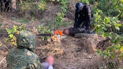 "Черных" лесорубов задержали на Донбассе