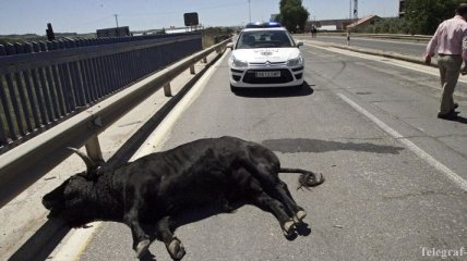 В Испании бык напал на 11 человек