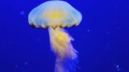 Ученые сделали неожиданное заявление о медузах