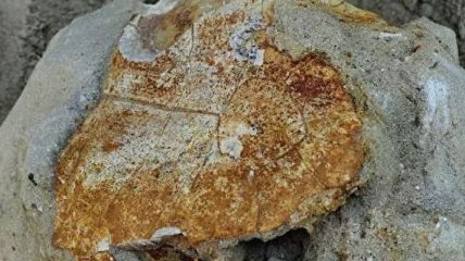 В песчаном карьере на Ставрополье обнаружены окаменелые останки древней черепахи