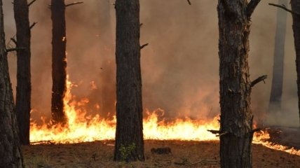 На Донбассе горит лес после обстрелов оккупантов
