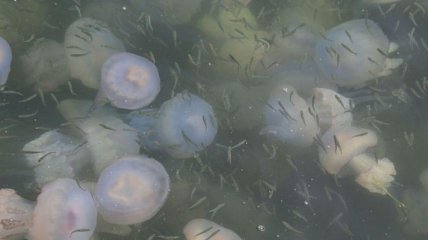В Одесской области замечено нашествие медуз и комариный "смерч"