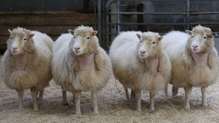 Смерть овечки Долли не была связана с проблемами клонирования