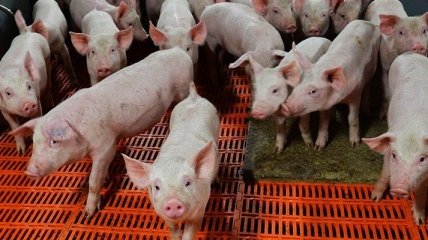 РФ запретила ввоз румынских свиней из-за дипломатического скандала