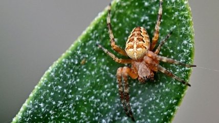 В условиях изменения климата пауки становятся более агрессивными: новое исследование