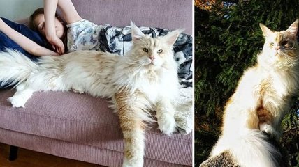 Лотос - огромный кот из Швеции, ставший звездой в Instagram (Фото)