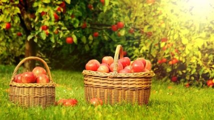 Яблочный Спас 2017: что нельзя делать в этот праздник