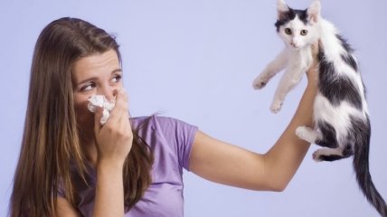 Вакцина от аллергии на кошек может выйти в этом году