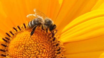 Разрушения пчелиных семей: ученые назвали главную причину