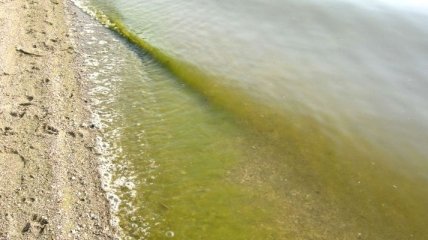 В Николаеве в речной воде обнаружен возбудитель холеры
