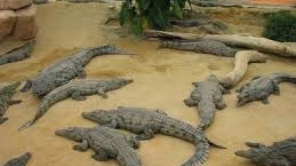 Из детского оздоровительного городка сделают крокодиловую ферму