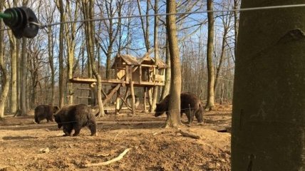 В Галицком парке установили веб-камеру для наблюдения за медведями