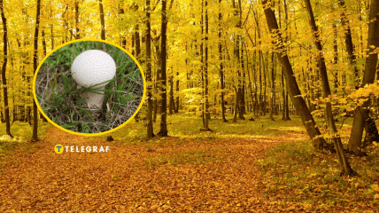 Гриб-дождевик