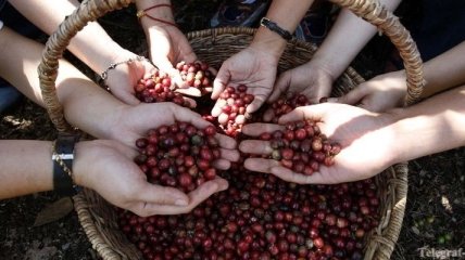 Вьетнам стал крупнейшим в мире экспортером кофе 