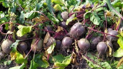 Удачная подкормка для свеклы