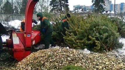 Пункты приема елок в Киеве работают до 1 февраля