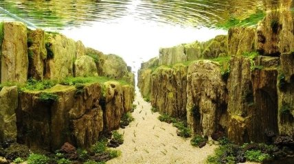 Фантастические фото аквариумов, напоминающие подводные пейзажи