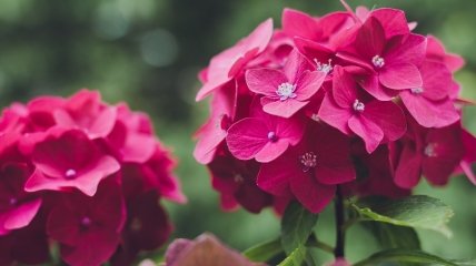 Секрет пышного цветения гортензии раскрыт