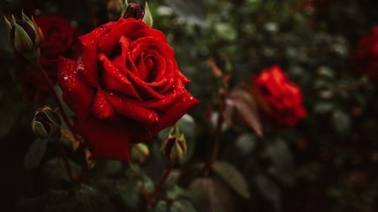 Розы перезимуют без проблем