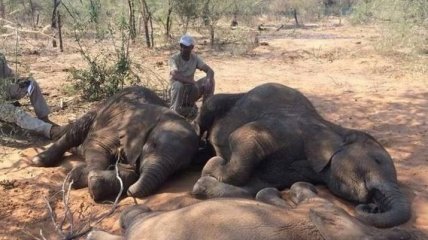 Таинственная бактерия продолжает истреблять слонов в Африке