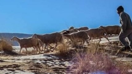 Пустыню Сахара внезапно засыпало снегом (фото, видео)