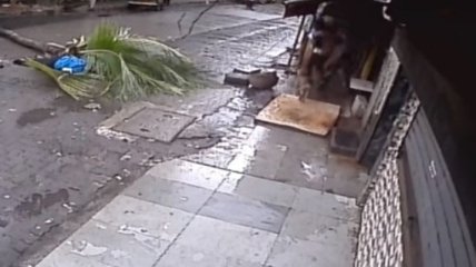 В Индии ведущую убило пальмой (Видео)