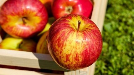 Рассеянный склероз не страшен: поможет яблочная кожура