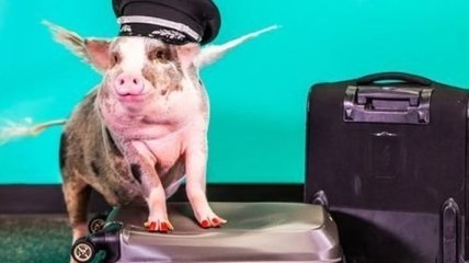 В мире животных: смешная свинка встречает посетителей в аэропорту 
